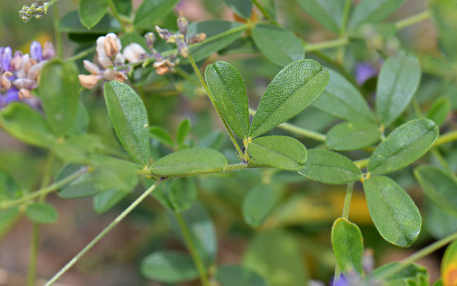 Alfalfa has compound green leaves, trifoliate with leaflets up to ½ inch long, narrowly lanceolate to obovate. Medicago sativa